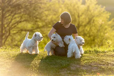 Psia Szkoła Dobrej Zabawy dr Magdalena Dąbrowska. Behawiorysta. Zoopsycholog